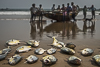 <p><strong>2018 –– India - Gopalpur, Odisha</strong></p>
